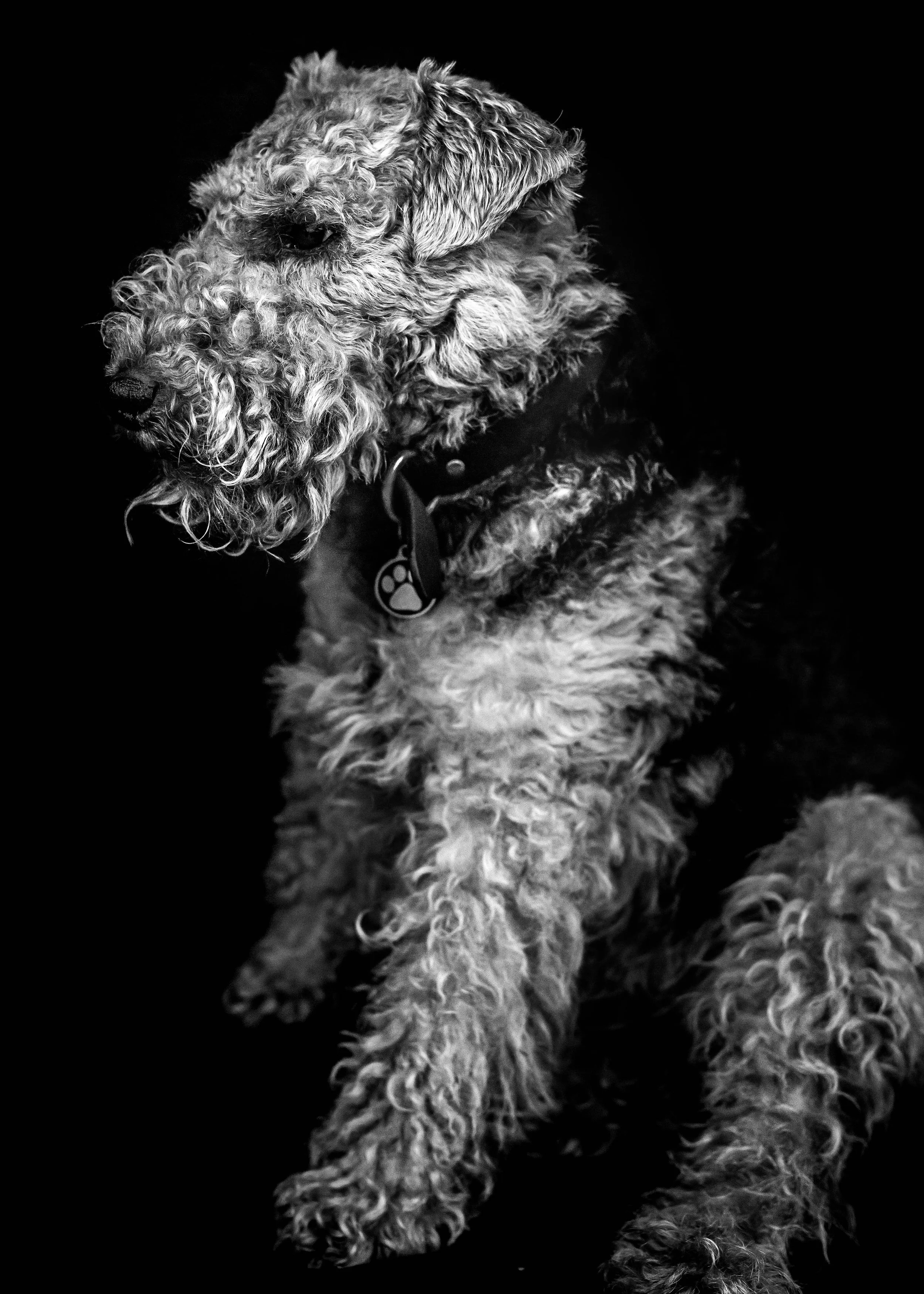 portraits - 12